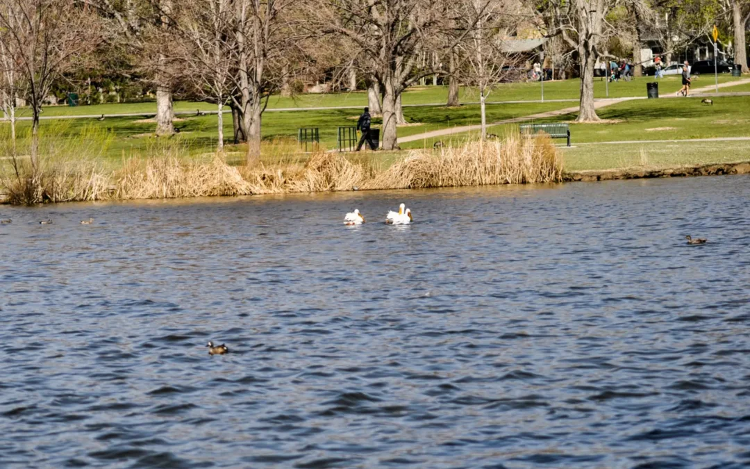 Best Denver Neighborhoods for Spring Walkability